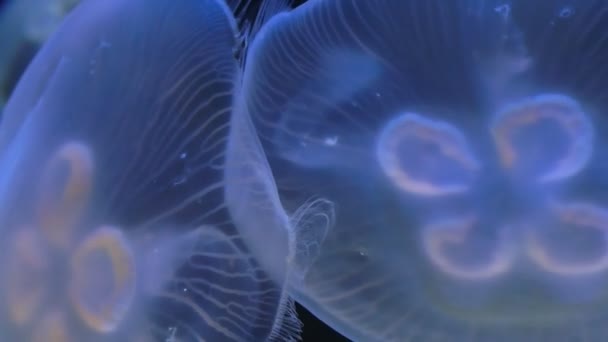 Meduse Close Up — Video Stock