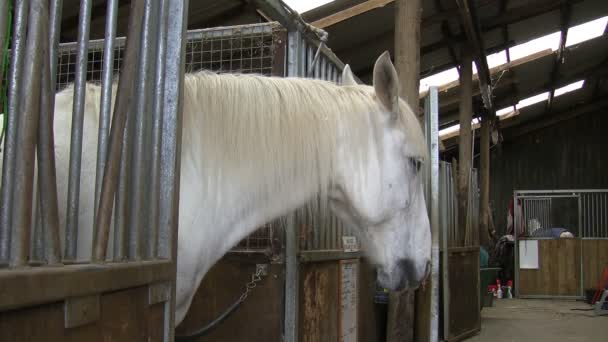 Белая лошадь поворачивает голову — стоковое видео