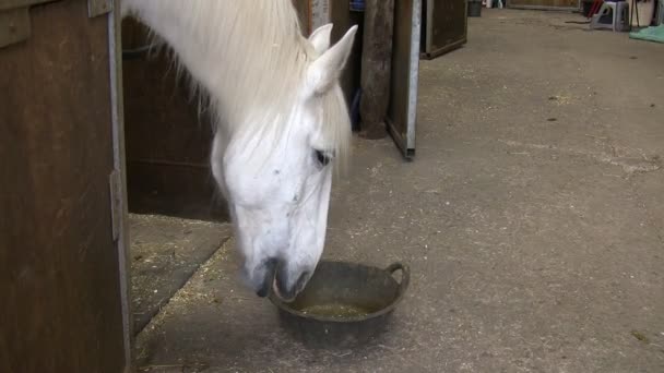 Cavalo faminto brincando com sua comida pular ou panela — Vídeo de Stock