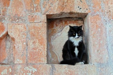 Eski bir tuğla duvara niş içinde ciddi kara kedi