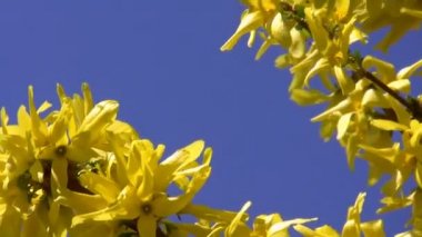 Mavi zemin üzerine sarı bahar çiçekleri