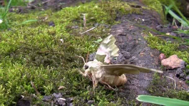 Nachtvlinder stretching zijn vleugels in het voorjaar van — Stockvideo