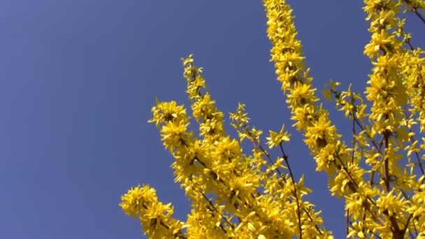 Gelbe Frühlingsblumen isoliert auf blauem Grund — Stockvideo