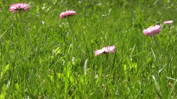 Flores rosadas de primavera en la hierba — Vídeo de stock