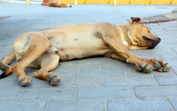 İki köpek şehirde uyku