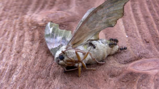 Ants eating dead moth closeup — Stock Video