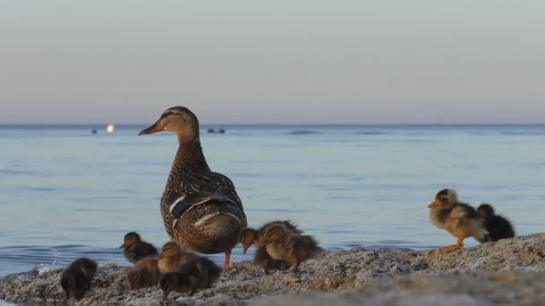 Duck and very little ducklings on a seashore — Stock Video