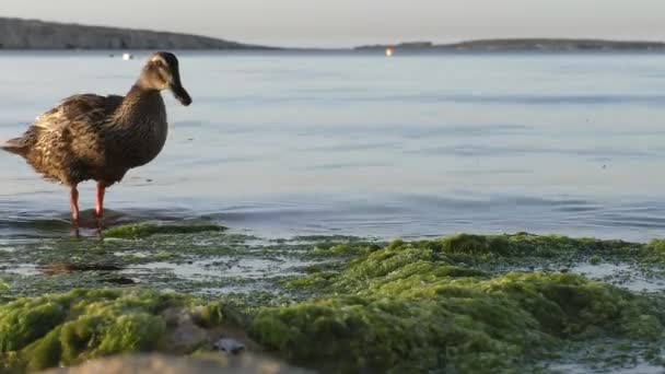 Pato salvaje en la orilla del mar — Vídeo de stock