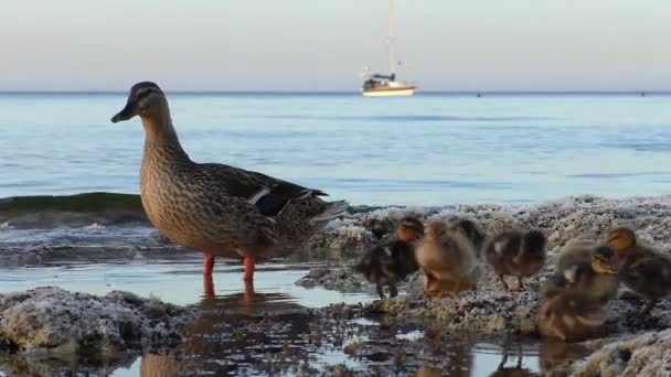 Eend familie en zeilschip in de zee — Stockvideo