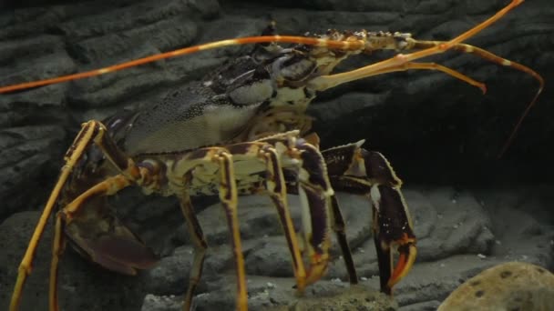 Funny lobster in the aquarium — Stock Video