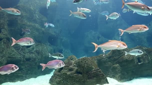 Fische schwimmen langsam in einem großen Aquarium — Stockvideo