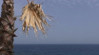 Kuru hurma ağacı yaprak ve deniz arka plan