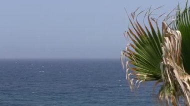 Palmiye yaprağı ve deniz arka plan