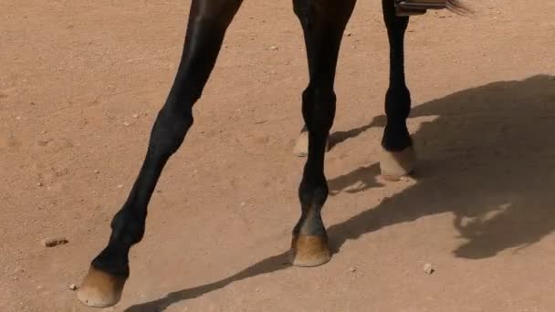 Paard irritatie van de grond — Stockvideo