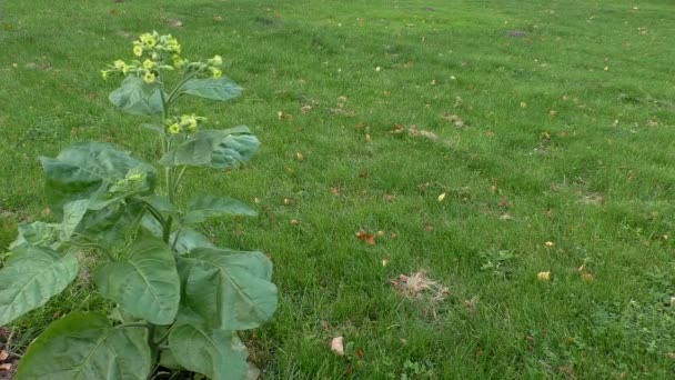 Pojedynczy tytoniu roślin przeciwko trawa tło — Wideo stockowe