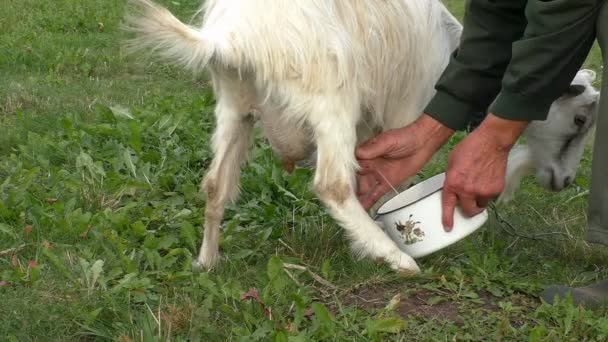 Milking goat by hand — Stock Video