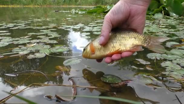Fiskaren släpper fisk i dammen vattnet — Stockvideo