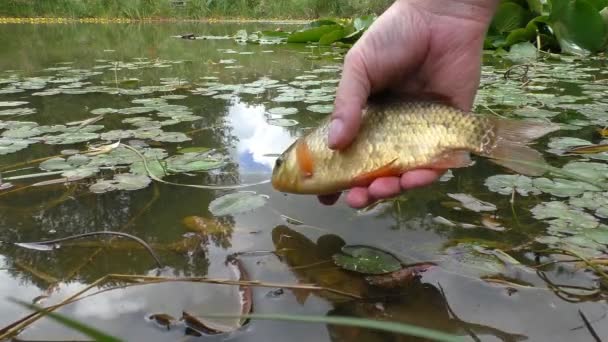 Fisherman releases fish into the pond water — Stock Footage Fisherman releases fish into the pond water Stock Video