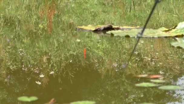 Grof visserij. Vis gevangen op de haak — Stockvideo