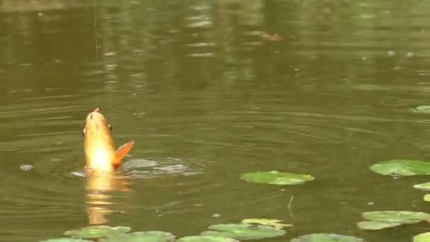 Fischer zieht Fische mit Netz aus dem Wasser — Stockvideo