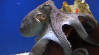 Ahtapot fish tank yakın çekim