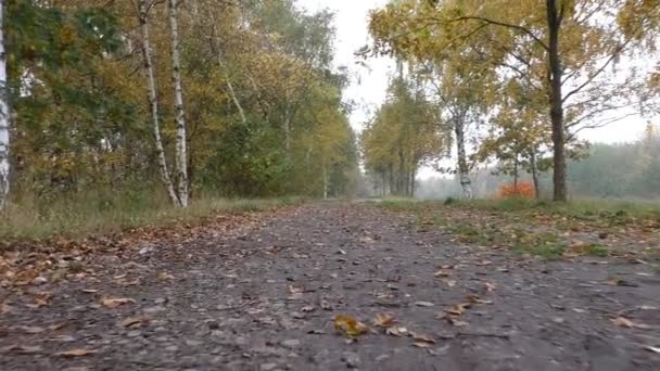 A túraút erdőben őszi alacsony szög — Stock videók