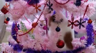 Kedi tırmanma ve Noel ağacına oynarken