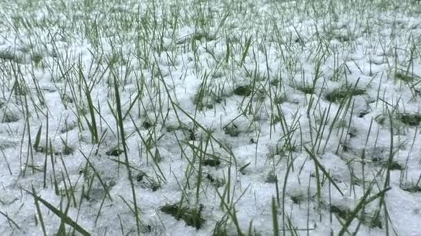 Neve no fundo de grama verde — Vídeo de Stock