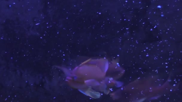 Fish spits food out of mouth — Stock Video