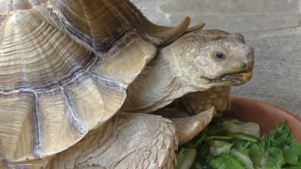 Sköldpadda på nära håll — Stockvideo