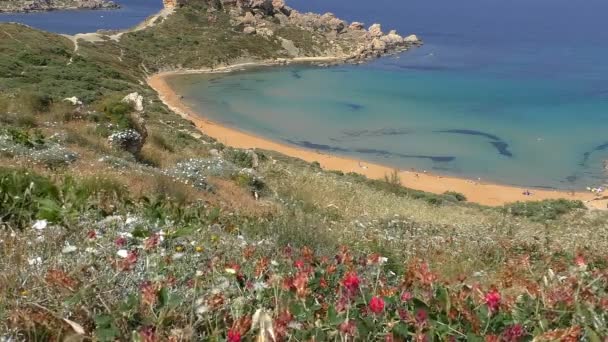 Wild flowers above golden beach and blue sea bay — Stock Video