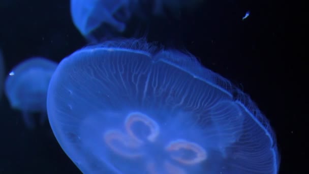 Fechar de medusas azuis — Vídeo de Stock