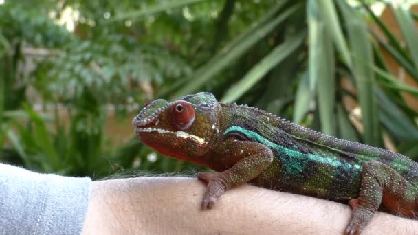 Chameleon close-up — Stockvideo