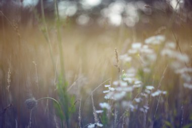 alan arka plan bulanık. Vintage bej arka plan. bulanık bokeh arka plan vintage