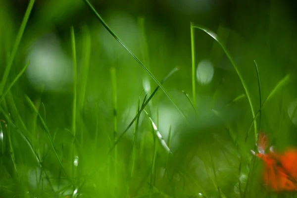 Blurred background of green.  grass abstract soft green.  Defocused green abstract background with green bokeh — Stock Photo, Image