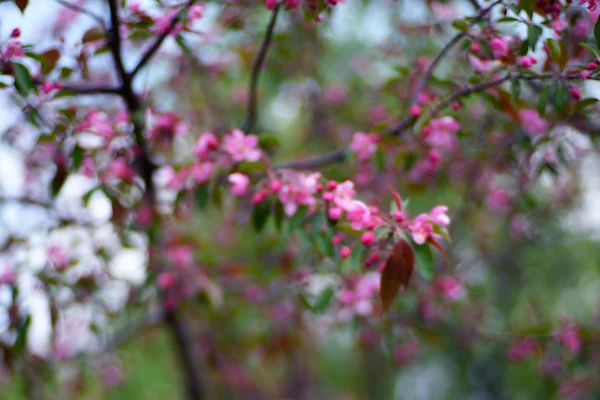 Blumen Hintergrund. Unschärferelation des abstrakten Bokeh. Frühling rosa blumig schön verschwommen Hintergrund — Stockfoto