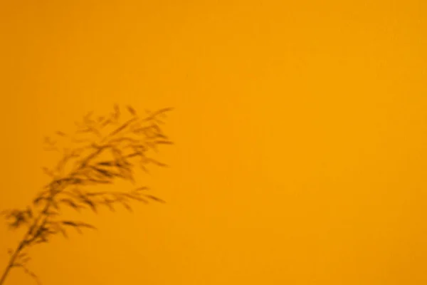 Trending concept in natural materials with plant shadow on orange. Presentation with daylight. — Stock Photo, Image