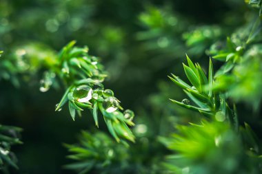 Yağmurdan bir damla düşmüş süper makro yeşil bitki, nazikçe odaklan.