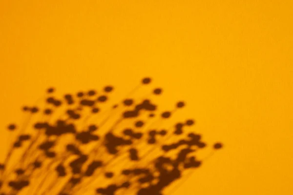 Trending concept in natural materials with plant shadow on orange. Presentation with daylight. — Stock Photo, Image