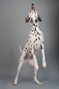 Genç erkek Dalmaçyalı