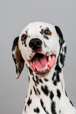 Genç erkek Dalmaçyalı