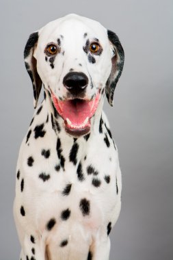 Genç erkek Dalmaçyalı