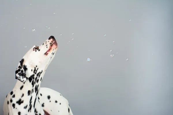 Young Male Dalmatian — Stock Photo, Image