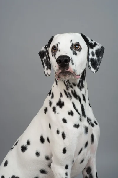 Young Male Dalmatian — Stock Photo, Image