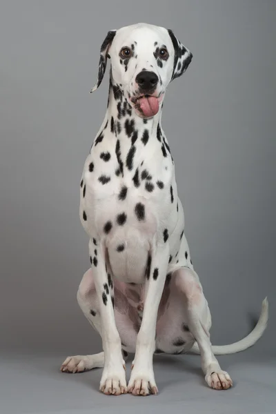 Genç erkek Dalmaçyalı