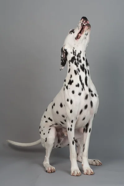 年轻的雄性斑点狗 — 图库照片