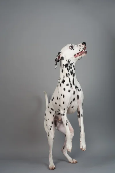 Jonge mannelijke Dalmatiër — Stockfoto