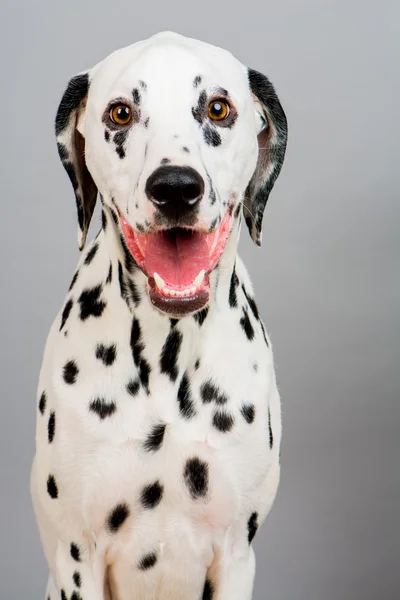 Genç erkek Dalmaçyalı