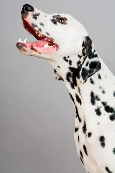 Joven macho dálmata — Foto de Stock