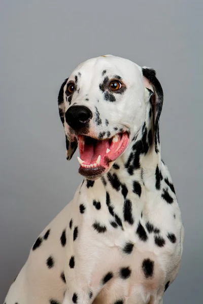 Jonge mannelijke Dalmatiër — Stockfoto